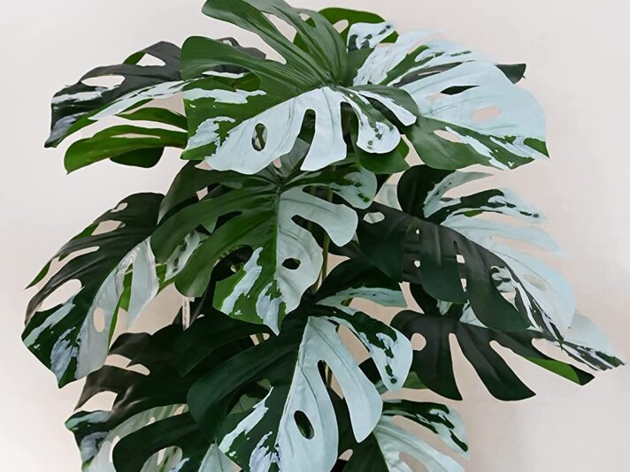 Blooming Floret Artificial Monstera Plant | with Basic Black Pot | Contrasting Leaves in Green & White | Ornamental Plant for Interior Decor/Home Decor/Office Decor | 18 Leaves | Durable