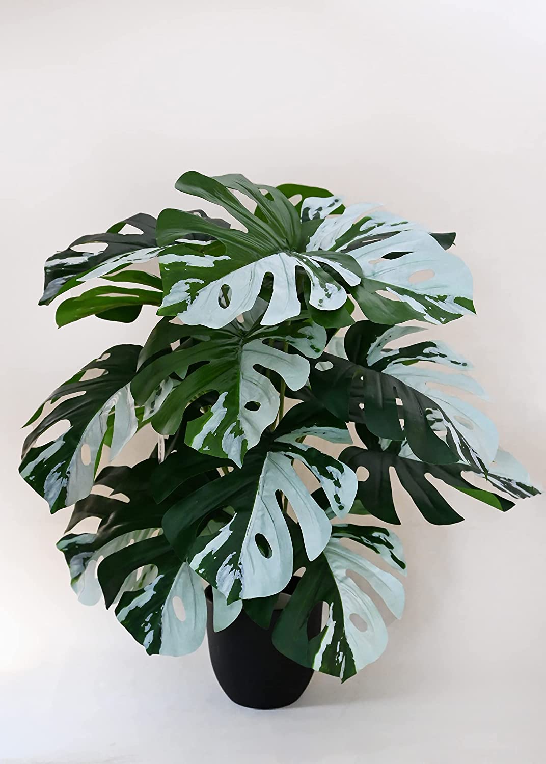 Blooming Floret Artificial Monstera Plant | with Basic Black Pot | Contrasting Leaves in Green & White | Ornamental Plant for Interior Decor/Home Decor/Office Decor | 18 Leaves | Durable